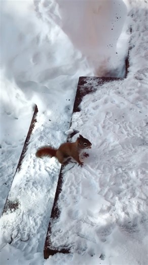 Now you see me, now you don't. Twikky the squirrel is uncatchable! #twikky #squirrel #cuteanimals #funnyanimals #squirrellove | Twikky the Squirrel