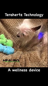 4.8K views · 227 reactions | Florida Yorkie Rescue is now treating all of our senior dogs with this wellness product. Amazing results for people and pets. Check it out on TerahertzAdvantage.com | Florida Yorkie Rescue | Facebook