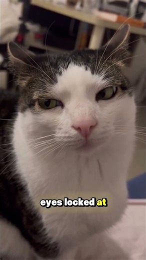 The Purpose of a Cat’s Deep Stare