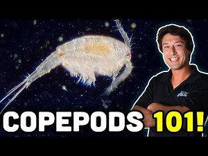 Copepods 101: Everything YOU Need to Know About Pods!