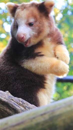 Our Matschie’s tree kangaroos have some pretty sweet adaptations to make life in the high mountains of the cloud forest (at elevations between 4,000 and 11,000 feet) as easy as their remarkable 60 foot drops from canopy to forest floor. For real? Oh yeah. These vertically inclined foragers are no strangers to Seattle’s rainy weather. Animal keeper Amanda explains the similarities between our own Olympic mountains and Papua New Guinea’s YUS Conservation Area where Matschie’s tree kangaroos spend 