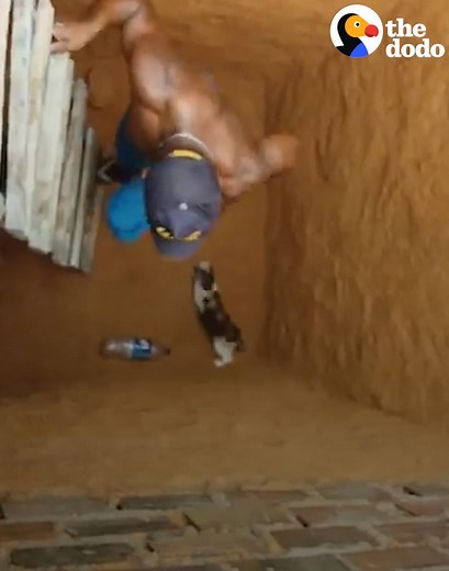 2.2M views · 35K shares | When rescuing a kitten, WATCH OUT  | The Dodo | Facebook