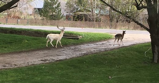Utah family spots ‘extremely rare’ white stag. Here's how it happened