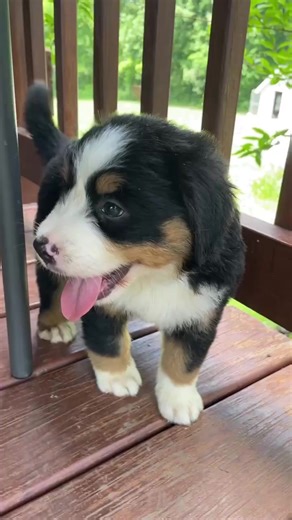 Hello, cutie! 🥰 #bernesemountaindogpuppy #bernesemountaindog #bernese #berner #bmd