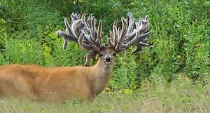 What Are Your Thoughts on These 10 Massive Farm-Raised Deer?