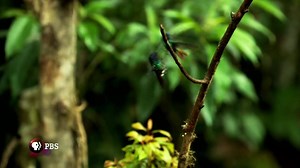 Nature | PBS takes us into the fast-paced world of hummingbirds through high-speed camerawork and breakthrough new science. Join us for the premiere episode of Super Hummingbirds on March 8 at 8 p.m. #IPTVFestival | Iowa PBS