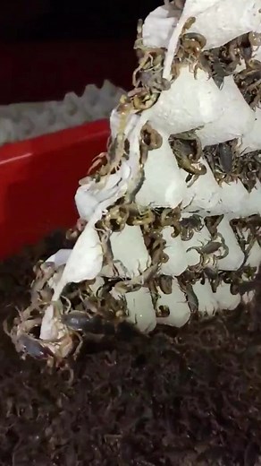 Understanding Scorpions: Behavior and Habitat