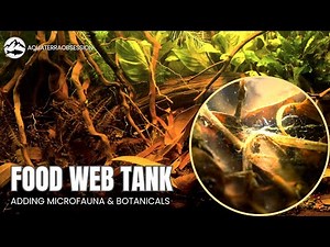 Seeding my food web aquarium with botanicals and microfauna to support my fish tank ecosystems.