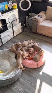 YOU CAN’T SE ME!.. Your time is up, my time is now. You can’t see me, my time is now. It’s the franchise, boy I’m shining’ now. You can’t see me , it’s my puppy time now 🐶 🌪️🌪️🌪️🌪️ . Live puppy life fast 💨, play fight hard, no regrets. . . Welcome To WWE Puppy Capital Carnage ⚡️ . . . #americanbully #wwe #wwepuppycapitalcarnage | Icedabullz1