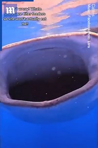 Despite having 300 rows of teeth, whale sharks are some of the friendliest sea creatures! 🐋💙 via Caters News | Daily Mail Video