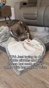 My dog does the cutest pibble nibbles, how could I not bother him? 😭😭 #americanbully #dog #doglove #funnydog#dogparents #dogcontent #doglovers #funnydogs #dogowner #dogs #doghumor Dog life, dog humor, dogs, funny dogs, cute dogs | Hippo American bully