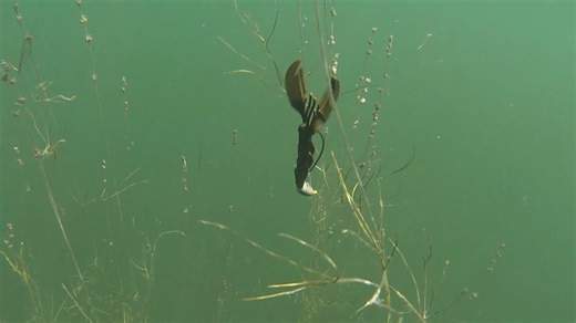 3.1K views · 69 reactions | We are continuing our fishing tips and Going back in the THO files this week to the Fall of the Year and fishing for those Florida Bass in heavy cover. #largemouthbass #floridafishing #TeamOutdoors #klonecrawsome #softplastics Bass Pro Shops Nitro Boats Power-Pole Total Boat Control Motormate | Timmy Horton Outdoors | Facebook