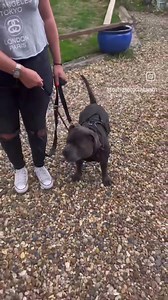 93K views · 1.2K reactions | Clicker Training Is Game Changing #dogs #dogtraining #viral | Southend Dog Training | Facebook