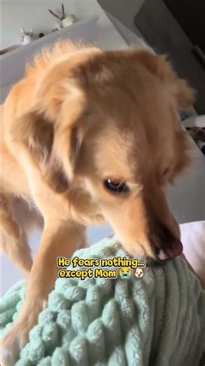 He fears nothing… except Mom 😭🐶 | Funny Dog Moments