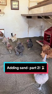 Part 2 of adding sand to the chicken coop! ⏳✨🐓 #sand #chickens #litter #farmlife #tips #homestead #foryoupage | Homestead Hacks
