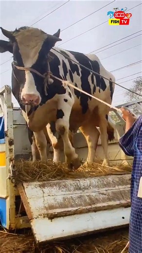 Big Cow 😱🐄#shorts #shortvideo #funnyvideo #cowvideos #cow #animals #bigcow #cowvideo