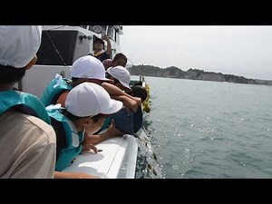 千葉県いすみ市でヒラメの稚魚を放流