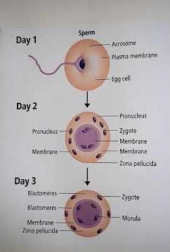 #fertilityjourney #pregnant #3danimation #pregnancy