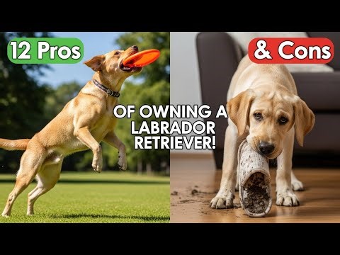 12 Pros & Cons of Owning a Labrador Retriever! 🐶✨ (What You NEED to Know)