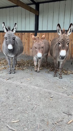 Will the real Slim Shady please stand up!!!! 🤣🫏🥰 #miniaturedonkeys #donkeysaremyspiritanimal #donkeylove #ilovedonkeys #donkeys #mammothdonkey#farmgirl #donkeytime #donkeykicks #donkeyfun #donkeyass #babydonkey #crazydonkeylady | Hee-Haw Hollow