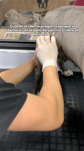 TOP DOG SHOP & SPAW | ¿Pelo corto y aun así se demora el baño? 🫠 Porque no es poco pelo… es mucho pelo muerto escondido 🐶🛁✨ Así se ve un grooming bien hecho. . .... | Instagram