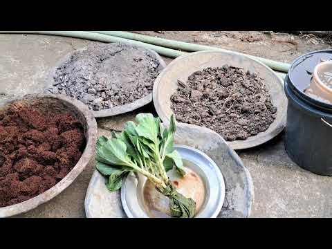 How to plant cabbage seedlings in any type of soils.
