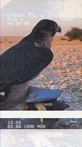 Nature's Brutal Reality: Falcon vs. Pigeon! | Petsux