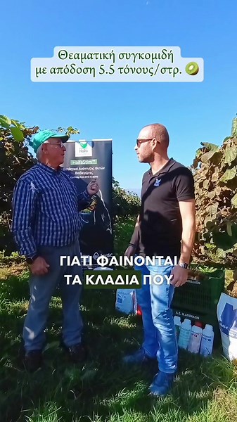✅ Με την υποστήριξη της 𝐇𝐚𝐢𝐟𝐚 𝐇𝐞𝐥𝐥𝐚𝐬, η συγκομιδή έφτασε τους 5,5 τόνους/στρ.! 🥝 📍 Κουλούρα, Ημαθίας #haifa #haifahellas #ακτινιδια #λιπασματα #βιοδιεγέρτες #αγροτης #γεωπονία