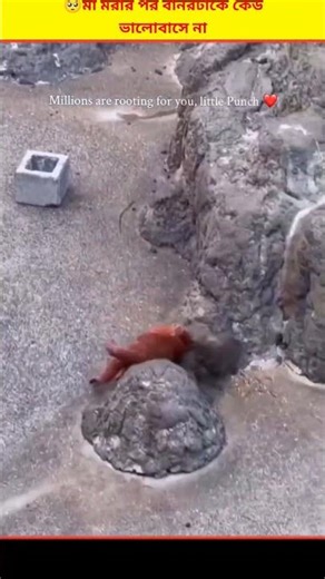 😱 পাঞ্চ নামের এই বানরটি কেন এতো ভাইরাল হচ্ছে | Punch Monkey Story Bangla