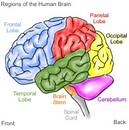 Brain Myths (And Facts)!