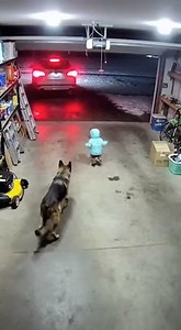 482K views · 2.1K reactions | Hero Dog: German Shepherd Saves Toddler from Reversing SUV#HeroDog #GermanShepherd #CCTVFootage #DogSavesBaby #CloseCall This video was produced by Network Media and Blue-X Studio | Simulated Reality | Facebook