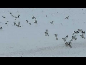 Snow Buntings feeding and flight