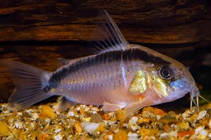 Skunk Corydoras - Corydoras granti Fish Profile & Care Guide