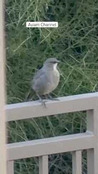 A Northern Mocking Bird is chilling on a fence || Scottsdale, AZ 🇺🇸|| #birds #nature #arizona