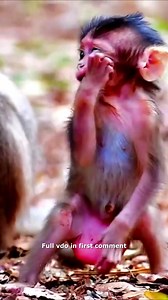 21K views · 465 reactions | Lovely Tiny Monkey Tiago Is Learning to Stand Looking So Cute 殺 Check full vido in first comment | Hello Monkey | Facebook