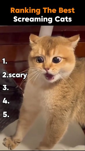 Best Screaming Cats!! 🤣. #trend