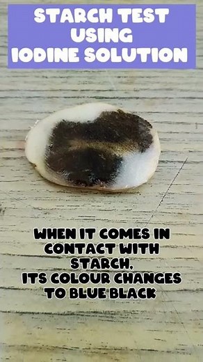 Starch test using iodine solution | Lotus Academy #shorts