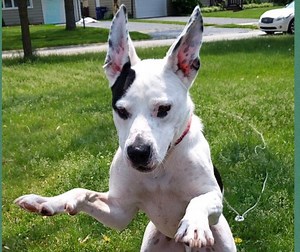 Amazing Dog Dino Seeks Loving Forever Family