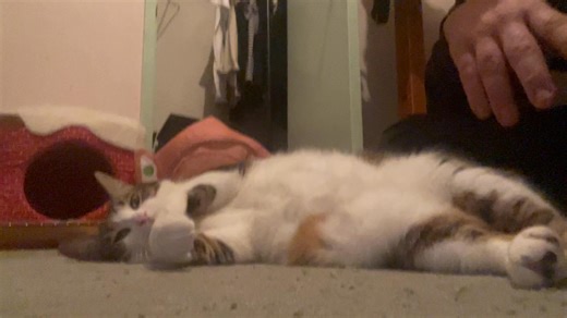 This lil dude love belly rubs | Corey Cann