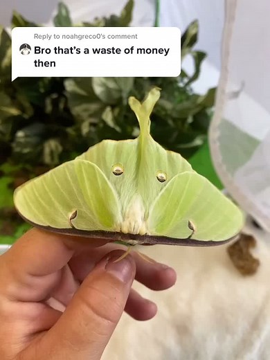 Reply to @noahgreco0 #mothtiktok #moth #animalcrossing #insects #bugs #foryou #fyp #bugtiktok #insecttiktok #atlasmoth #viral #entomology
