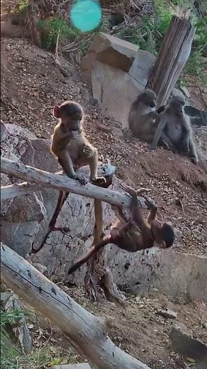 These Baby Baboons Have Endless Energy 😂