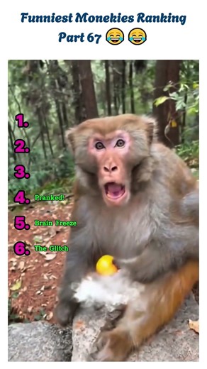 Funniest Monkey Ranking: You Won’t Believe #1! 🤣🐒 #shorts