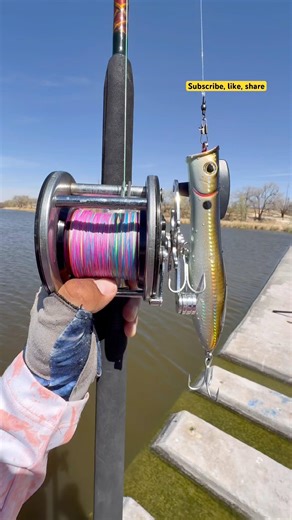Casting a Level Wind Penn with a Topwater#fishing#viralvideo#shortvideo#youtubeshorts#shorts#tips