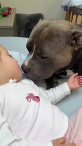 Mino controlla che sophie stia bene dopo che ha passato la notte a vomitar🤮 🥺🤒 si è preocupato 🥺🥰❤️ #reels #dog #cutedog #bullyuk #babygirl #fyp #fypシ #americanbully #MASSIeMINO #doglovers #baby #funny #doggo #fypage #viral #fundog #foryou #puppy #bully | G00D View