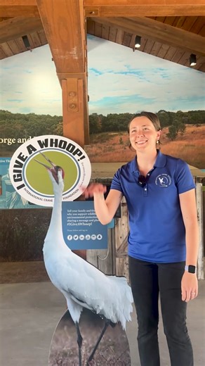 Do Whooping and Sandhill Cranes ever spend time together? Discover the answer in this week's Craniac Short with our Lead Whooping Crane Outreach Biologist, Stephanie Schmidt! 📽️ Hannah Jones/International Crane Foundation #craniacshort #whooperwednesday #whoopingcrane #sandhillcrane #wearefamily #savingcranes