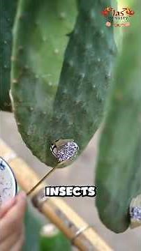 Strange Cactus Insects Turned into Ancient Cosmetics