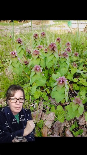 10K views · 227 reactions | Health benefits of drinking purple dead nettle tea. I like adding honey (helps allergies too) and a lemon or an orange as it does have a strong earth flavor. #purpledeadnettle #backyardmedicine | The gardening nurse | Facebook