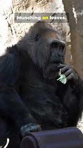 largest primate (Silver back gorilla)