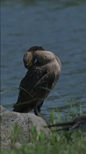 Preening - Double-crested Cormorant (Phalacrocorax auritus) :: Animal Behavior