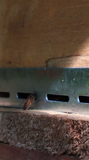 Bee Hive Serenity 🐝 | Relaxing Music & Peaceful Nature Vibes